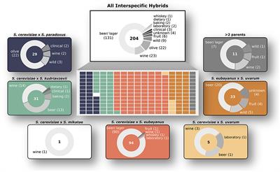 Patterns of Genomic Instability in Interspecific Yeast Hybrids With Diverse Ancestries